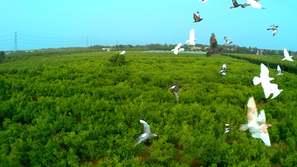 1487230522311636.jpg 01.jpg