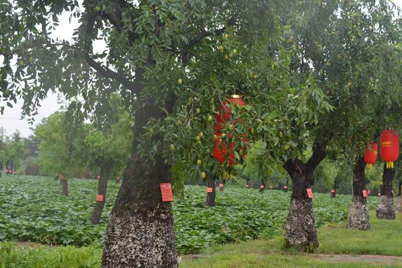 棗鄉(xiāng)02.jpg 棗鄉(xiāng)02.jpg