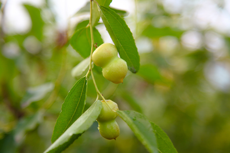 棗鄉(xiāng)05.jpg 棗鄉(xiāng)05.jpg