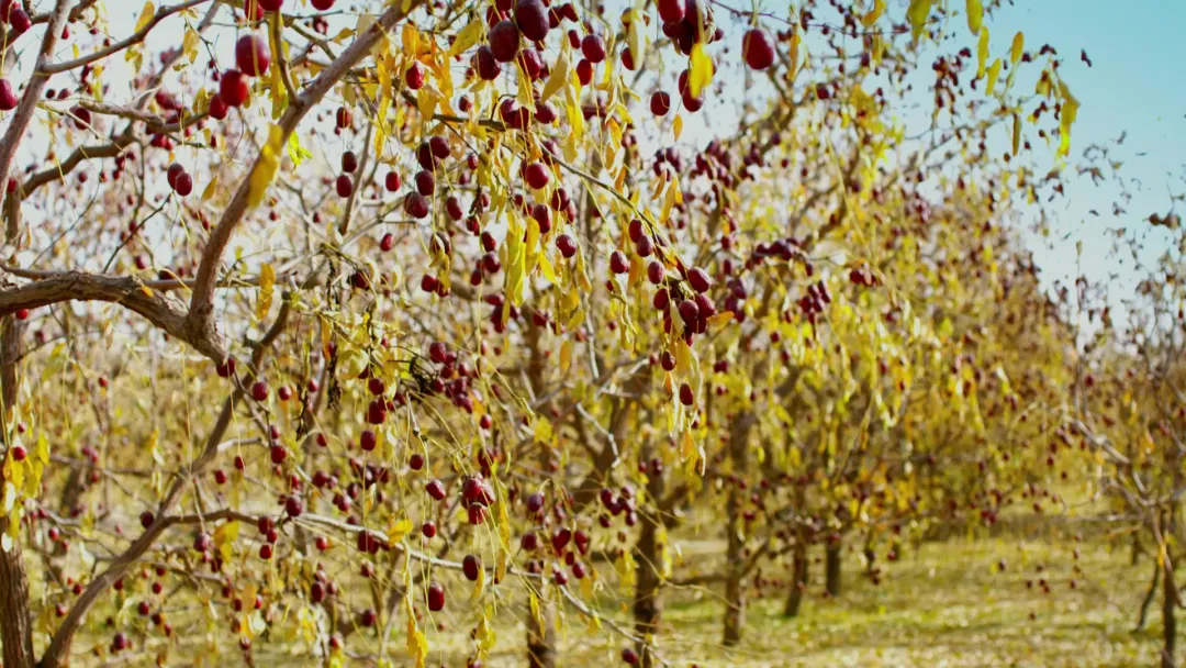 1731466302569794.png 微信圖片_20241113104623.png