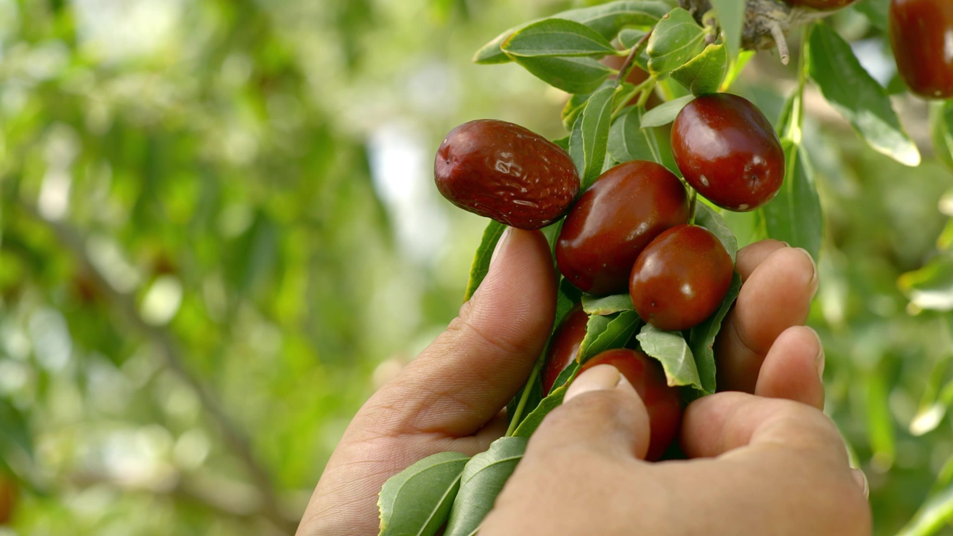 1741252324987572.jpg 采摘.jpg