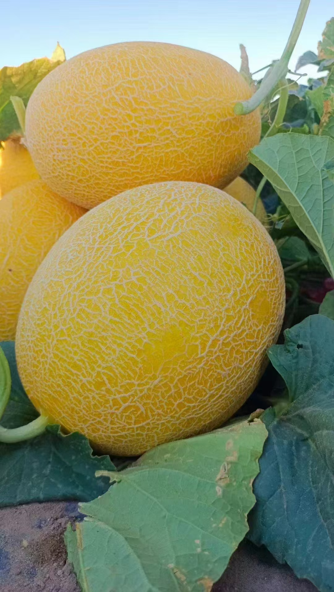 1753760337288309.png 圖片3.png